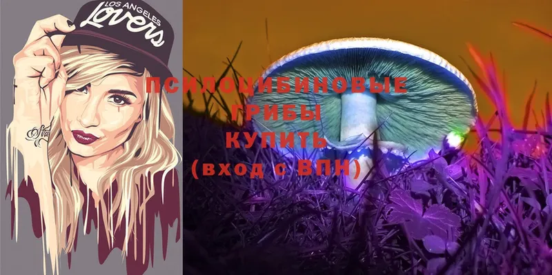 Галлюциногенные грибы Psilocybe  Кремёнки 